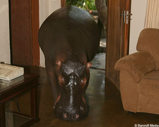 Illustration for article titled A Hippopotamus Isn't the Most Practical Family Pet I've Seen